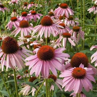 Purple Coneflower Thumbnail
